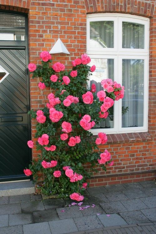 Strauchrosen Kordes Rosen