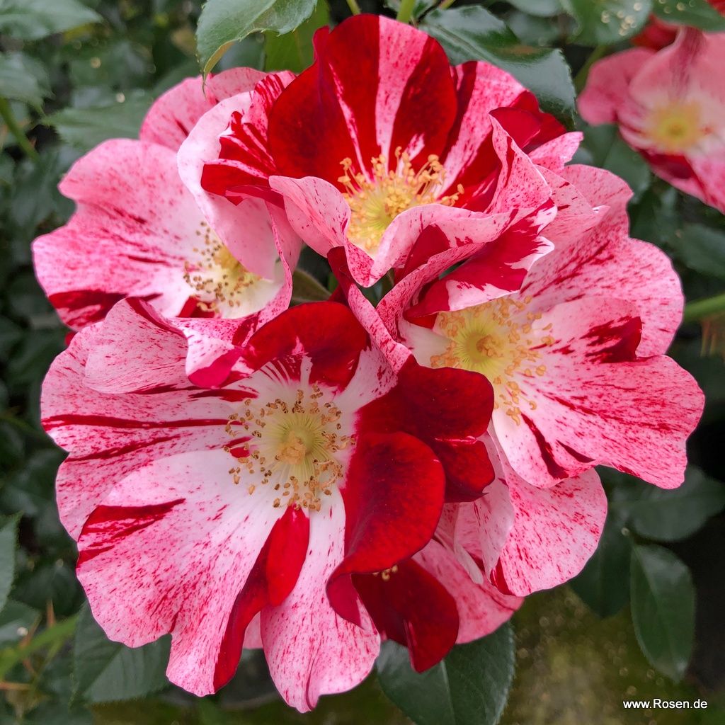 Neuheiten Gartenrosen Kordes Rosen