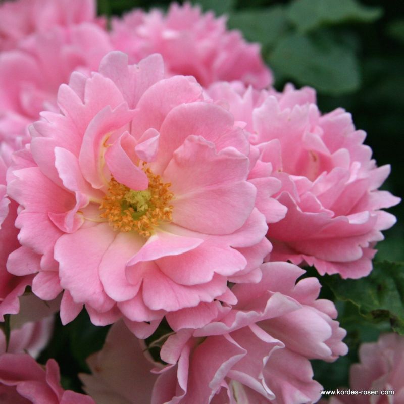 Sommerwind® | Kordes Rosen