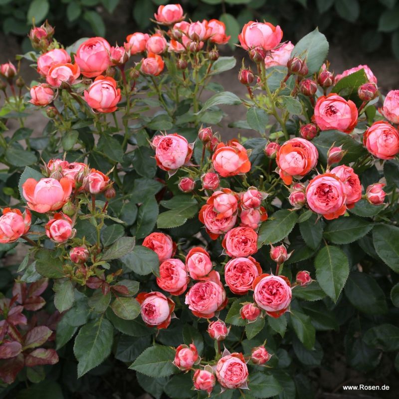 Rose Pompeji® Kordes Rosen