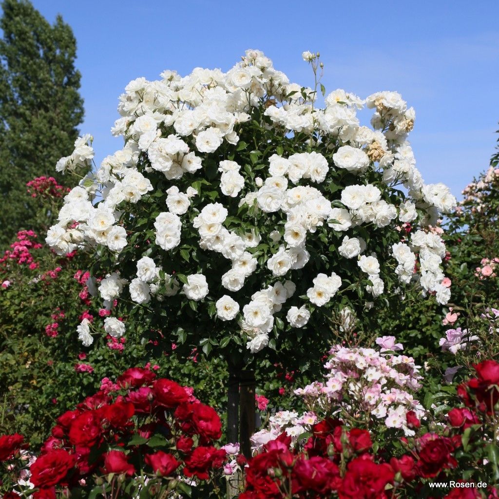 Schneewittchen® Kordes Rosen