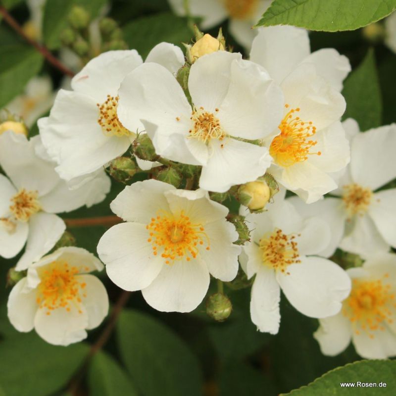 Neuheiten Gartenrosen Kordes Rosen