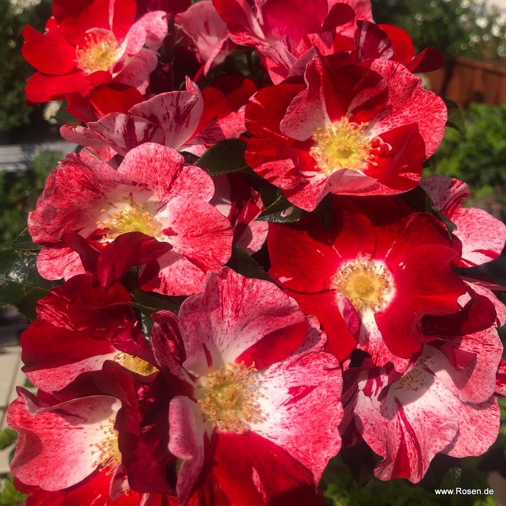 Simsalabim® | Kordes Rosen