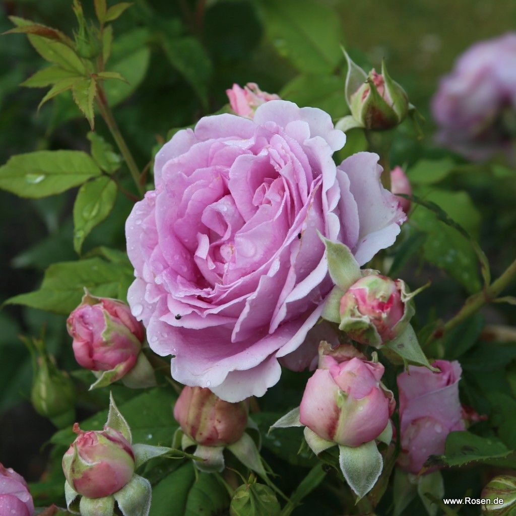 Königin Marie Kordes Rosen
