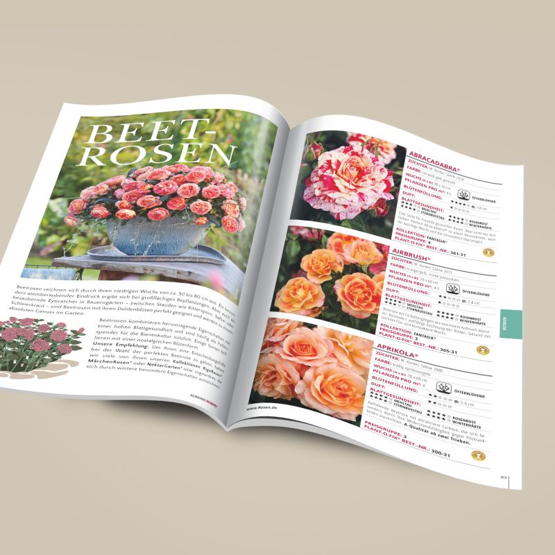 Kordes GartenrosenKatalog Kordes Rosen