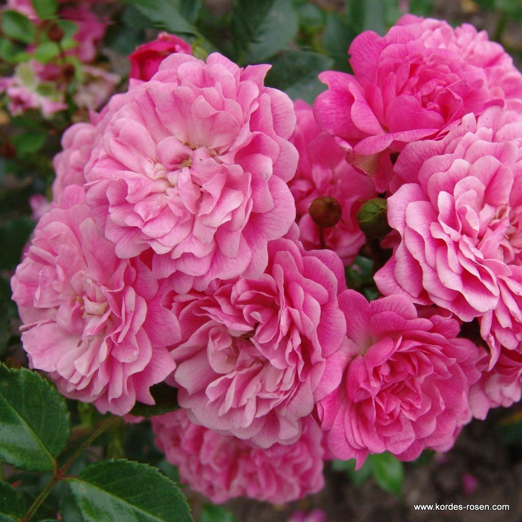 Zwergrosen | Kordes Rosen