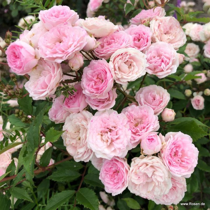 Kordes Rosen kaufen Die schönsten Rosen der Welt Kordes Rosen