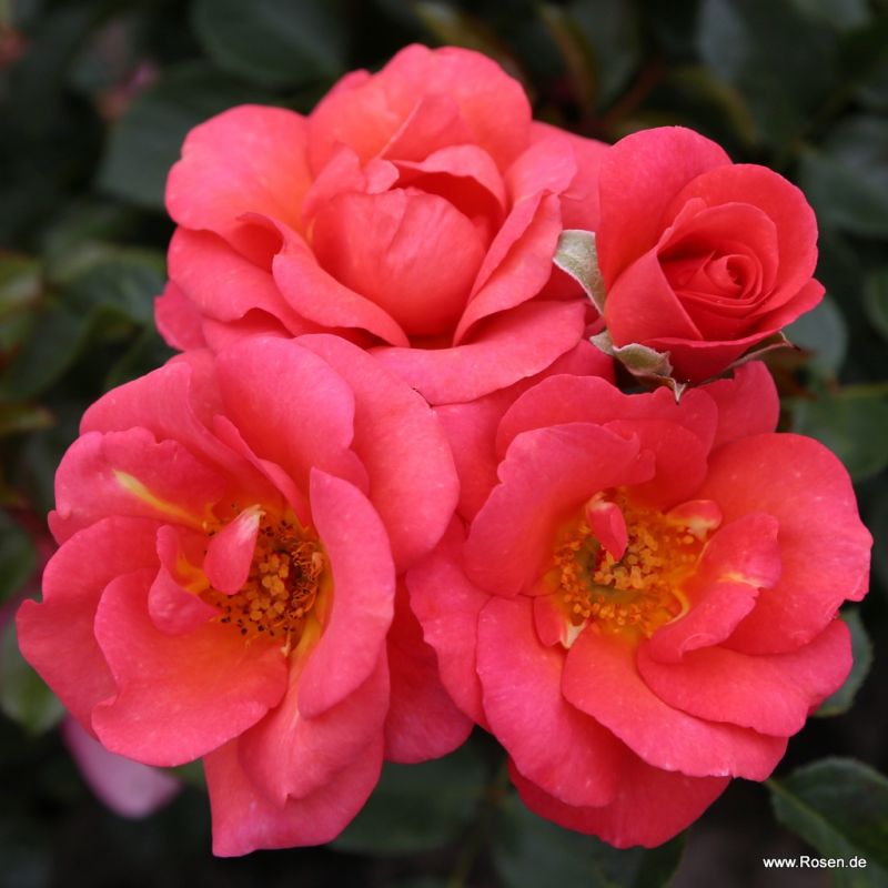 Neuheiten Gartenrosen Kordes Rosen