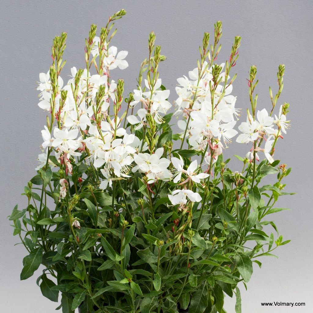 Kordes Rosen Die schönsten Rosen der Welt kaufen Kordes Rosen