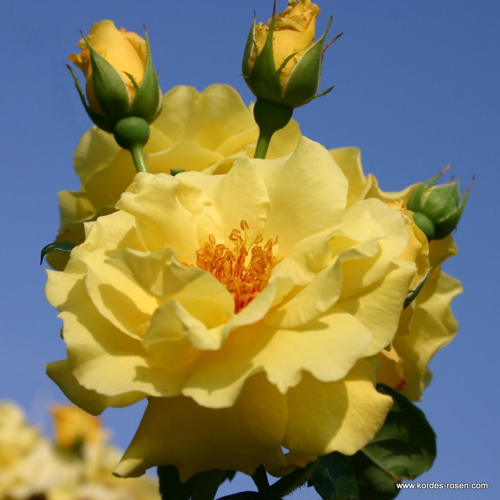 Pflanzvorschlag mit Strauchrosen Kordes Rosen
