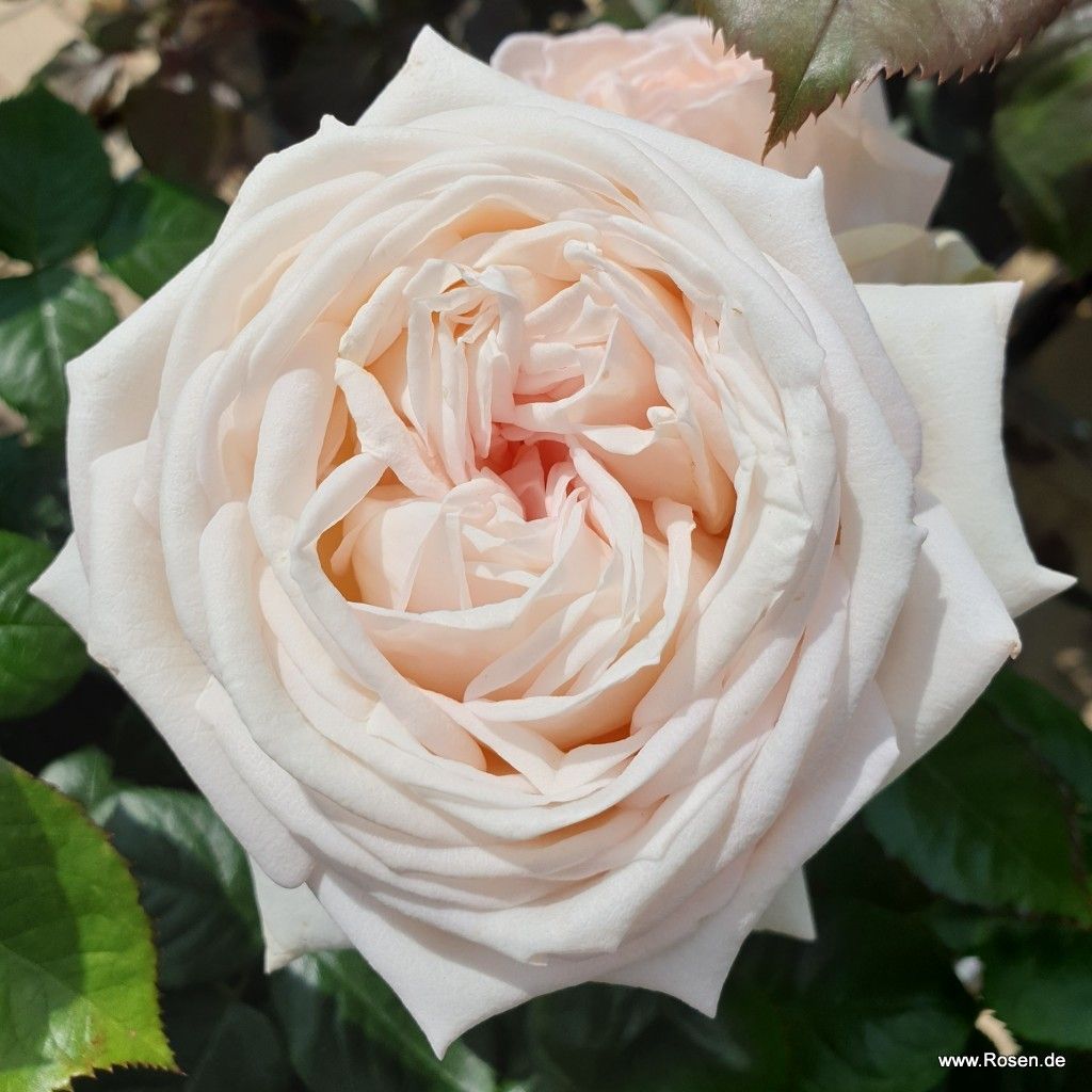 Madame Anisette® | Kordes Rosen
