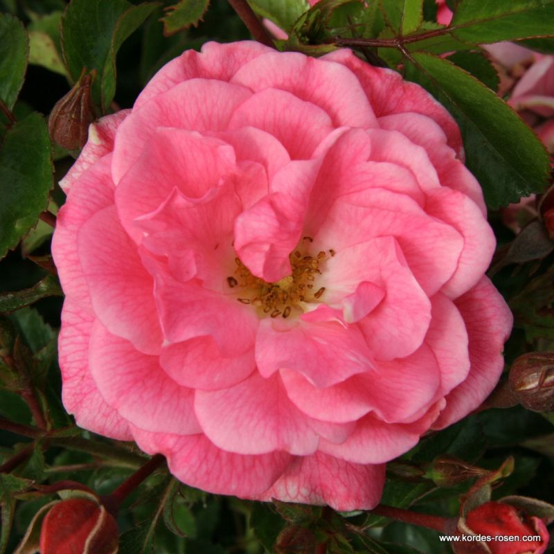 Sommerwind® | Kordes Rosen