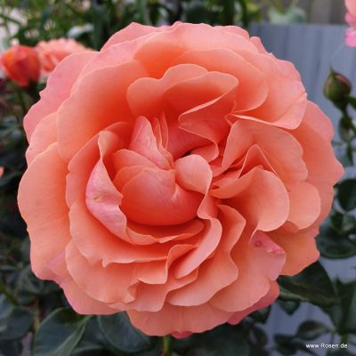 Schöne vom See Kordes Rosen