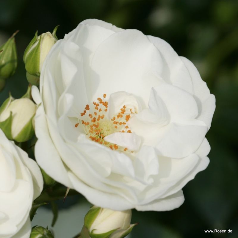 Innocencia® Kordes Rosen