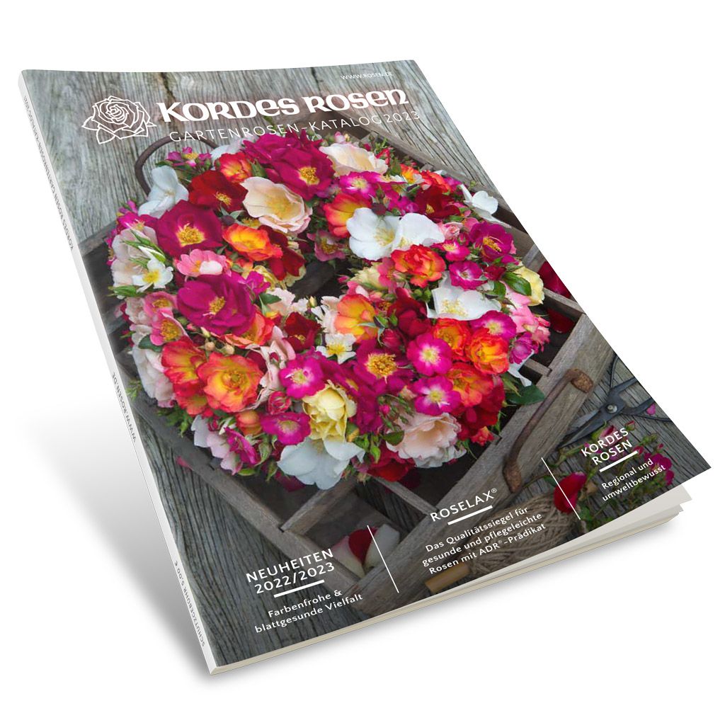 Strauchrosen Kordes Rosen