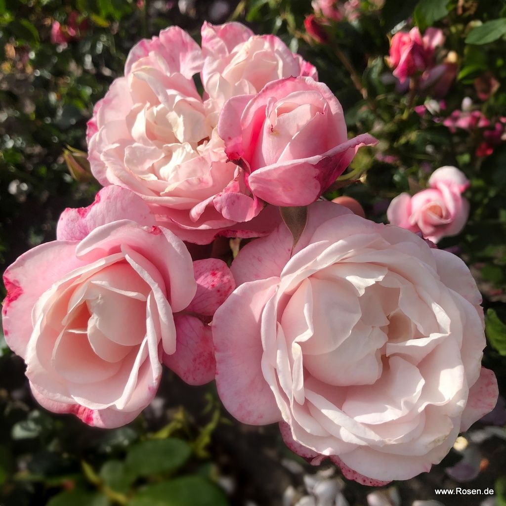 Kordes Rosen kaufen Die schönsten Rosen der Welt Kordes Rosen