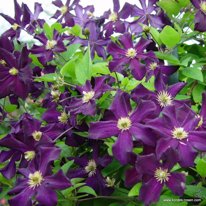 Pflanzvorschlag mit Kletterrosen Kordes Rosen