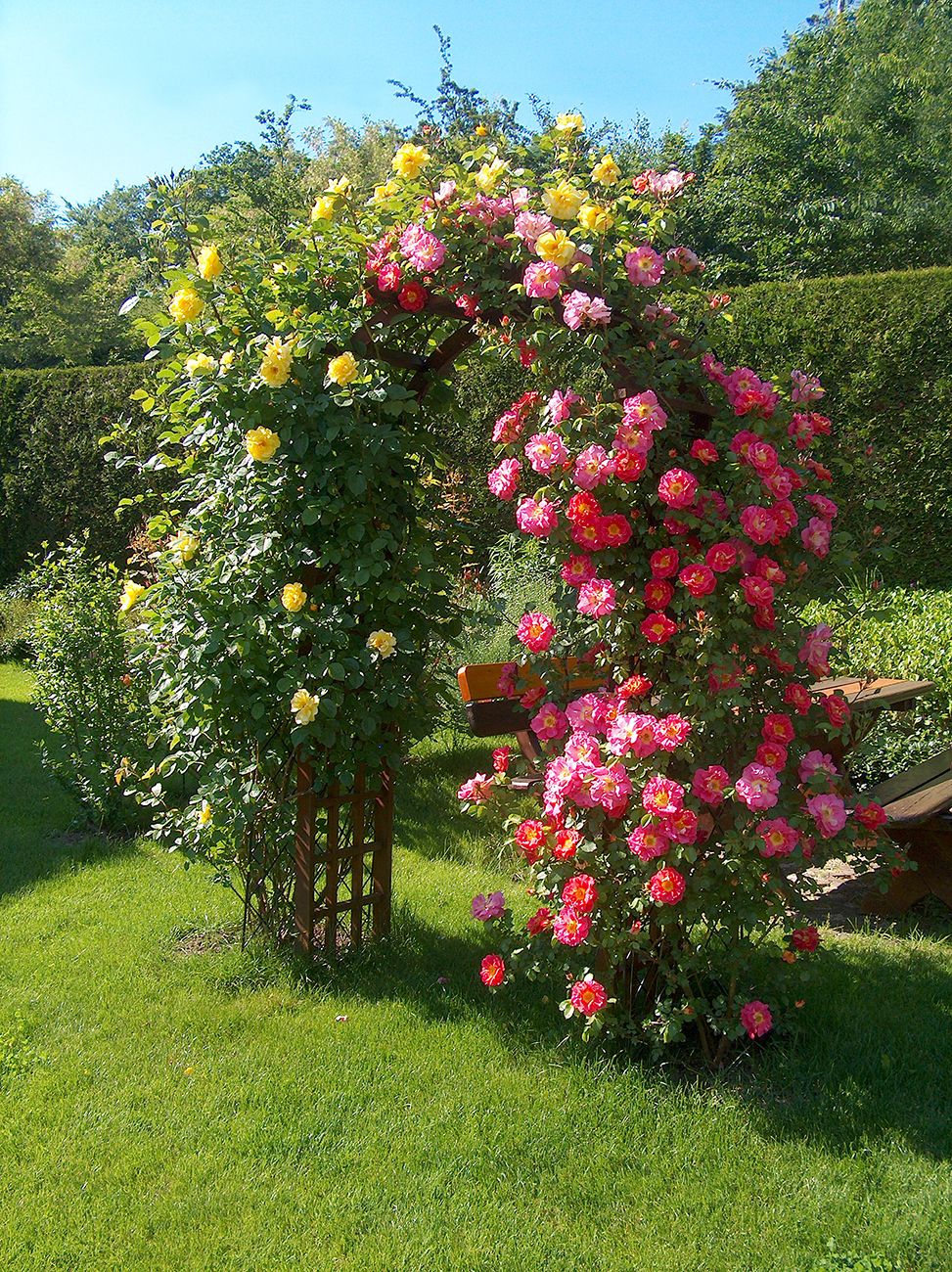 Kordes GartenrosenKatalog Kordes Rosen