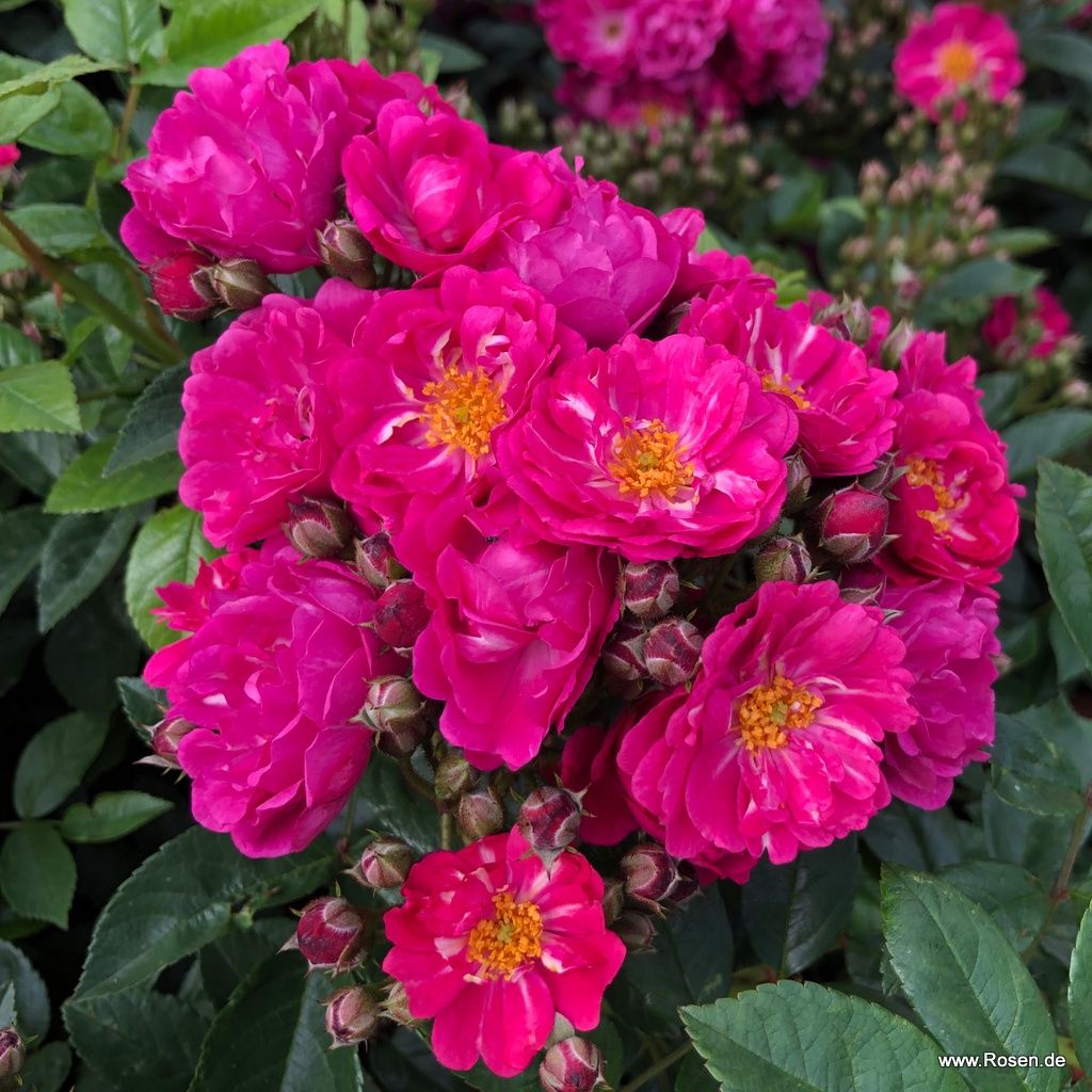 Rambler / Ramblerrosen Kordes Rosen