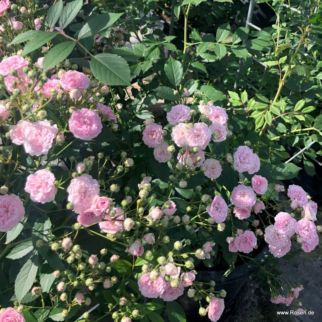 Pashmina Rose Kordes Rosen