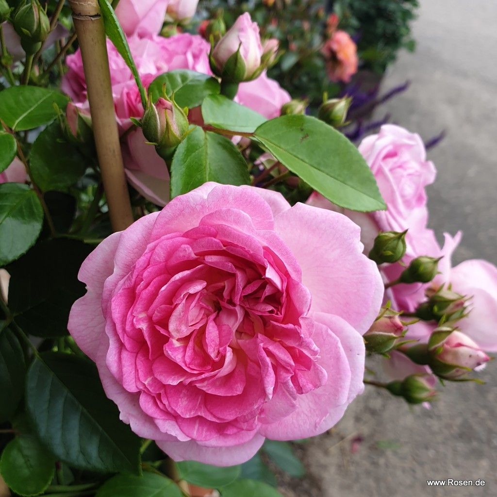 Jasmina® Kordes Rosen