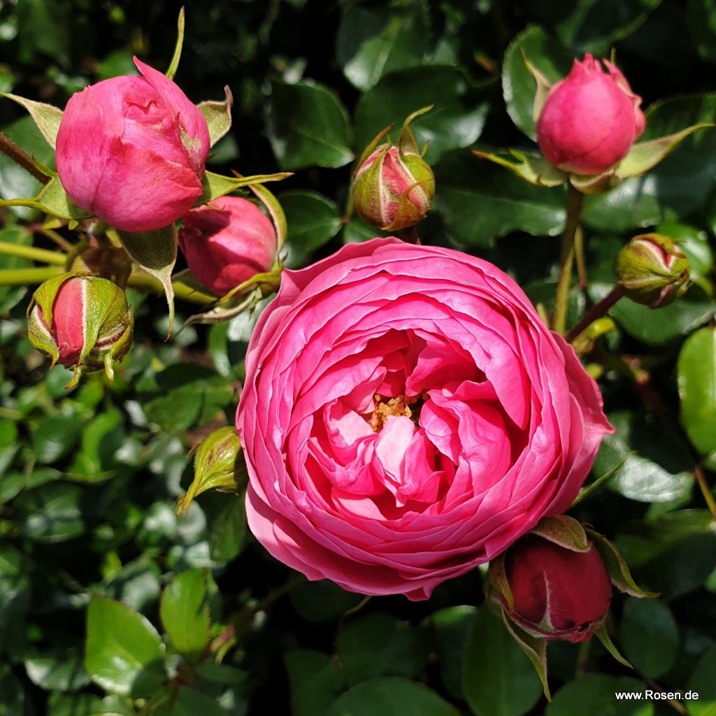 Pomponella® | Kordes Rosen