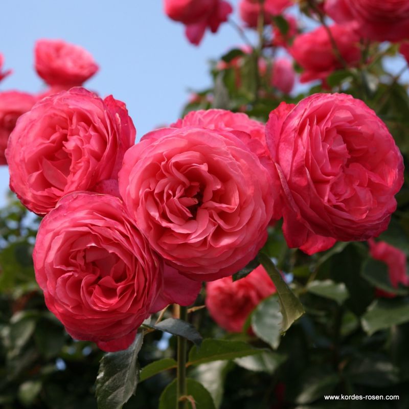 Rosanna® Kordes Rosen