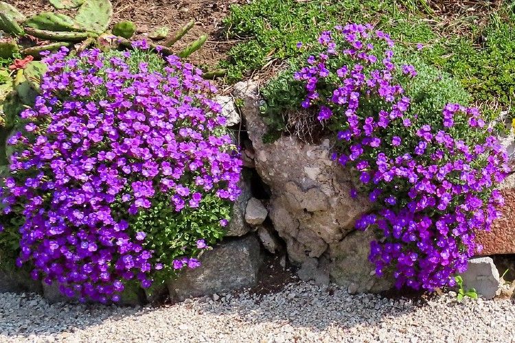 Polsterstauden Kordes Rosen