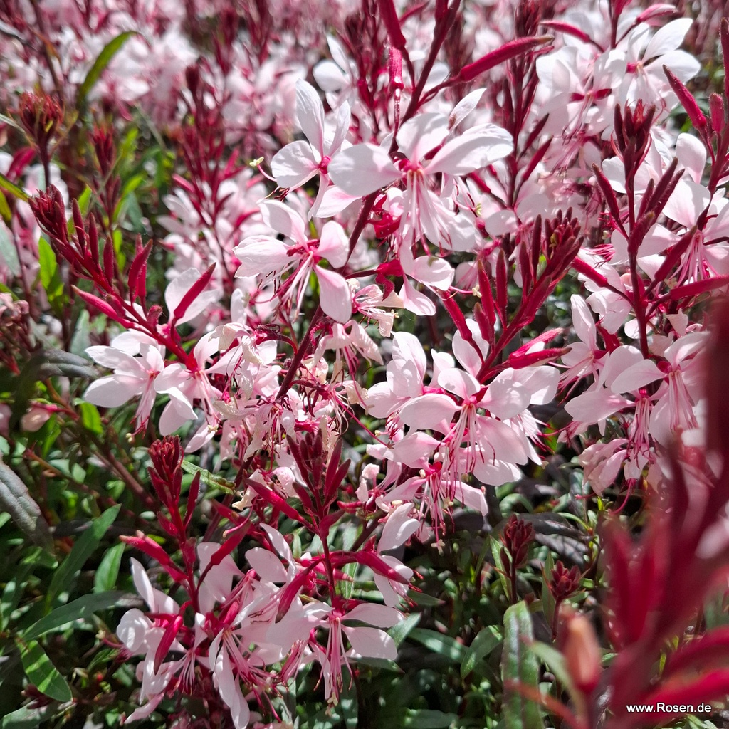 Prachtkerze 'Gaudi Pink'