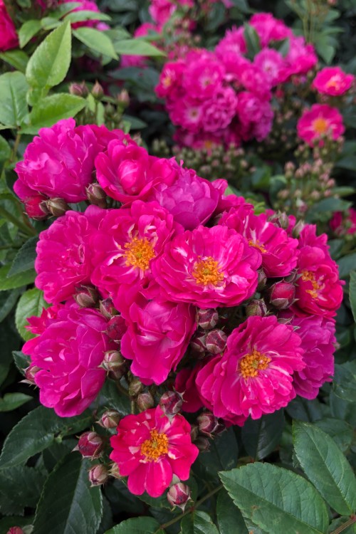 Perfumy Siluetta® aus der Siluetta® Kollektion