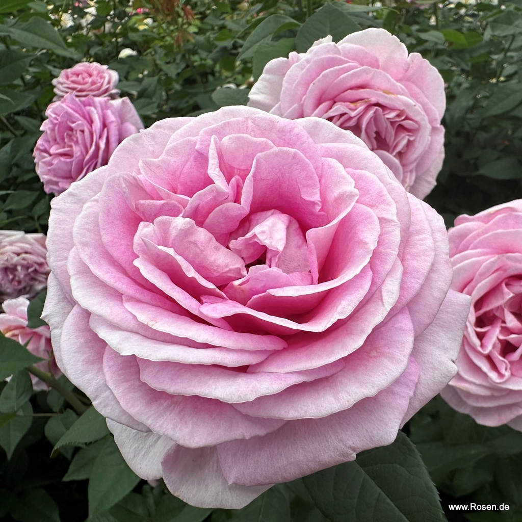 Artikelbild 13 des Artikels Rosengräfin Marie Henriette® Rosengräfin Marie Henriette®