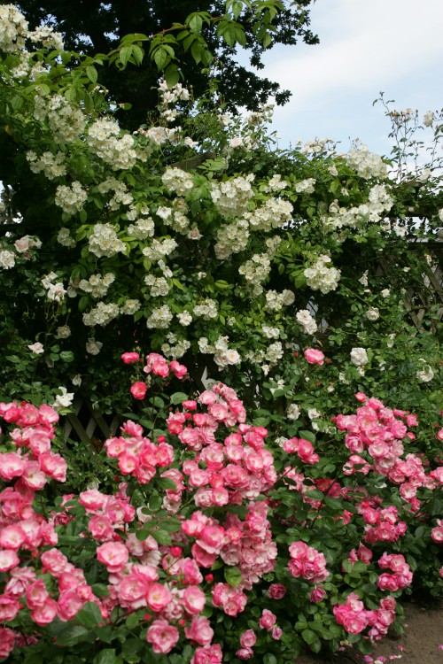 Tolles Zusammenspiel im Rosengarten Tolles Zusammenspiel im Rosengarten