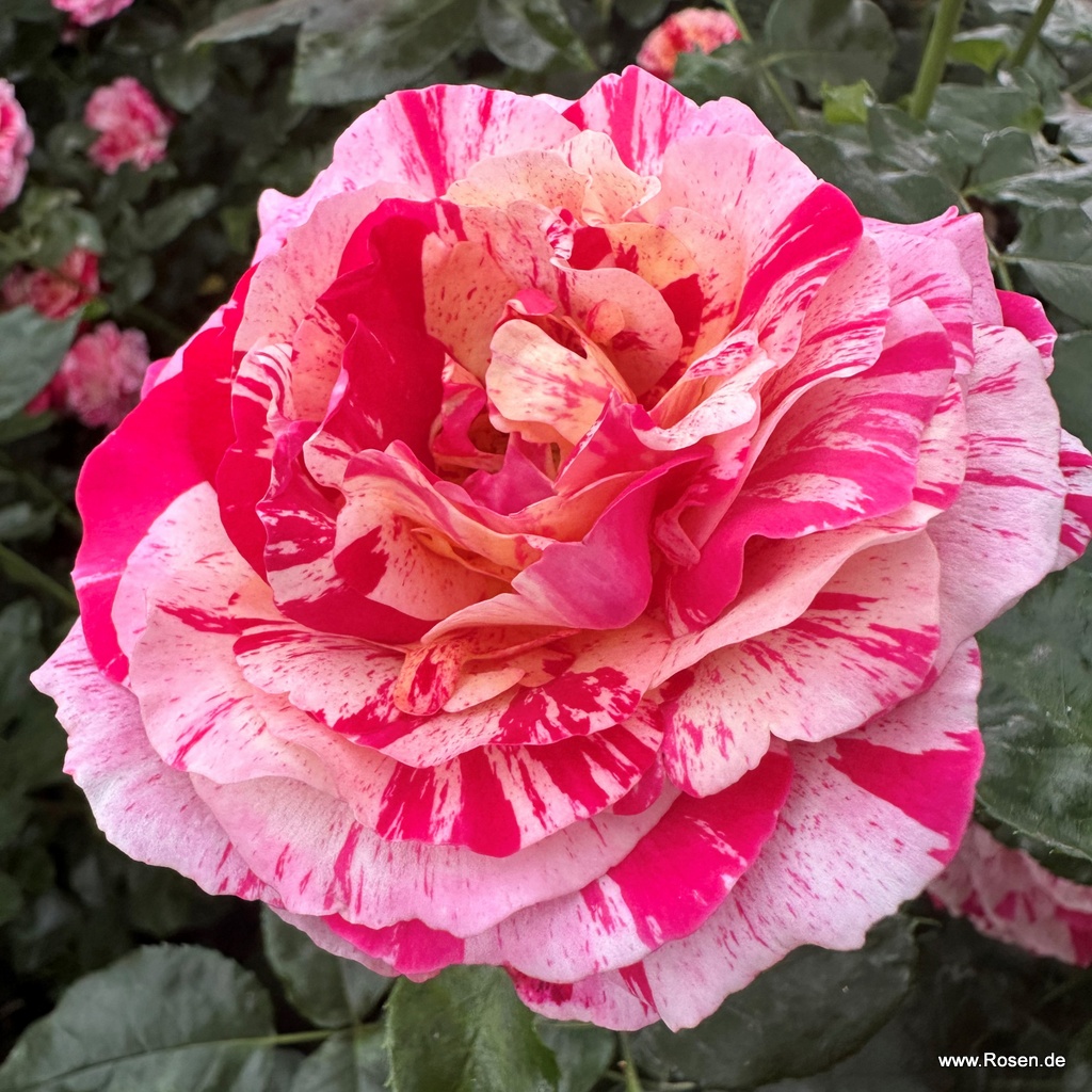 Rosa Abracadabra - Le Rose Di Firenze - Foto 9