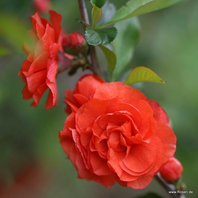 Dornenlose Zierquitte 'Orange Storm'-S-