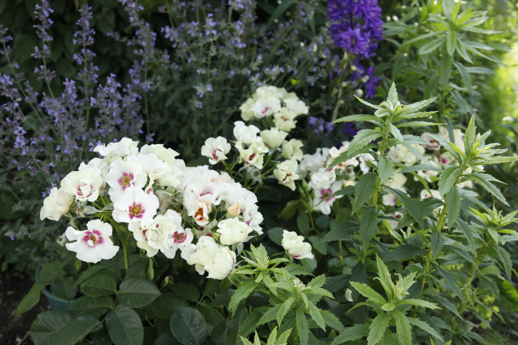 Beetrose SEE YOU® in purple