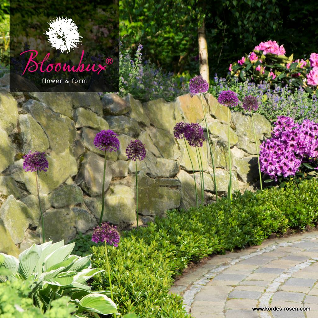 Artikelbild 3 des Artikels Bloombux®, pink Bloombux®, pink