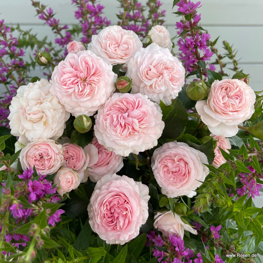 Artikelbild 3 des Artikels Larissa®