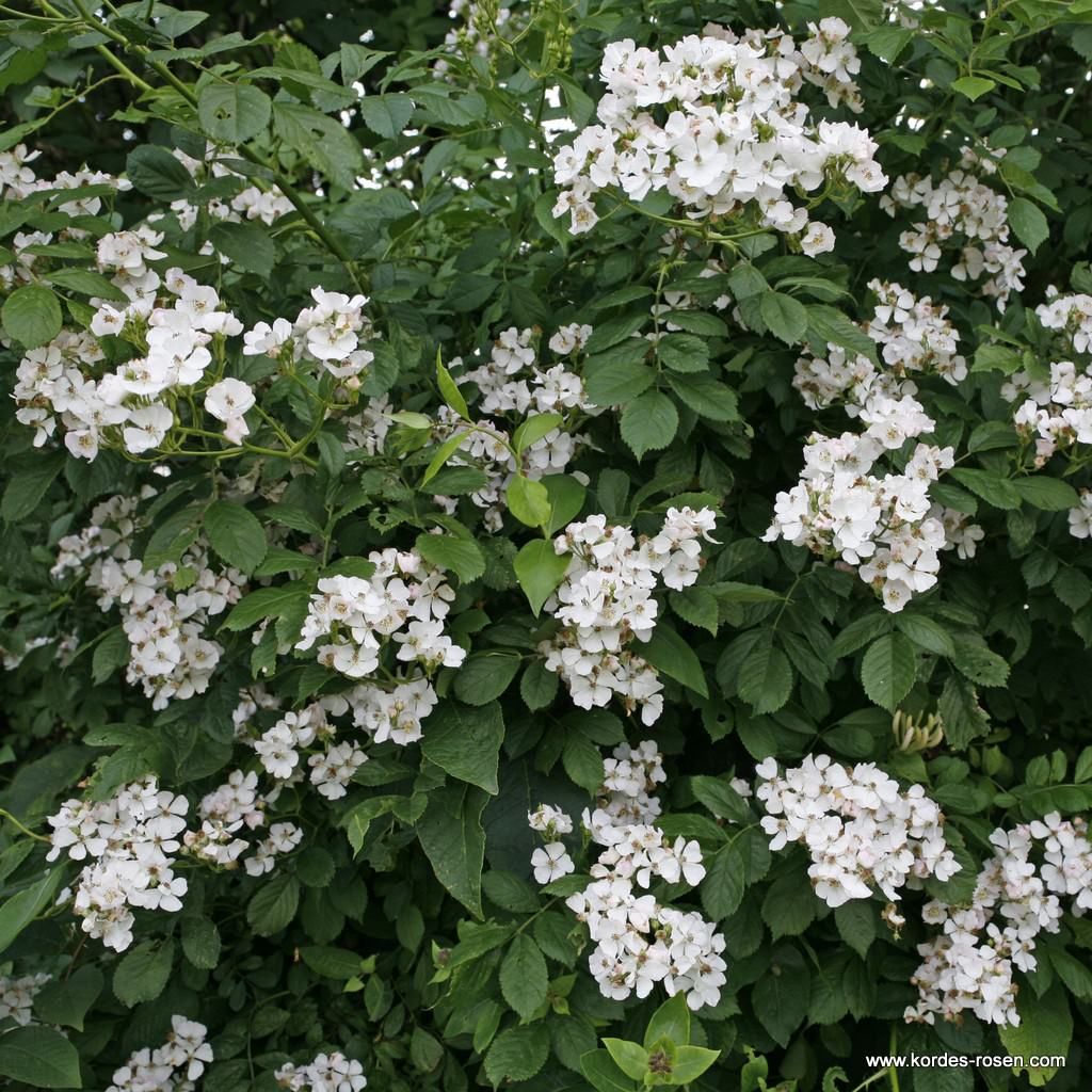 Artikelbild 2 des Artikels Rosa Multiflora, Büschel-Rose Rosa Multiflora, Büschel-Rose