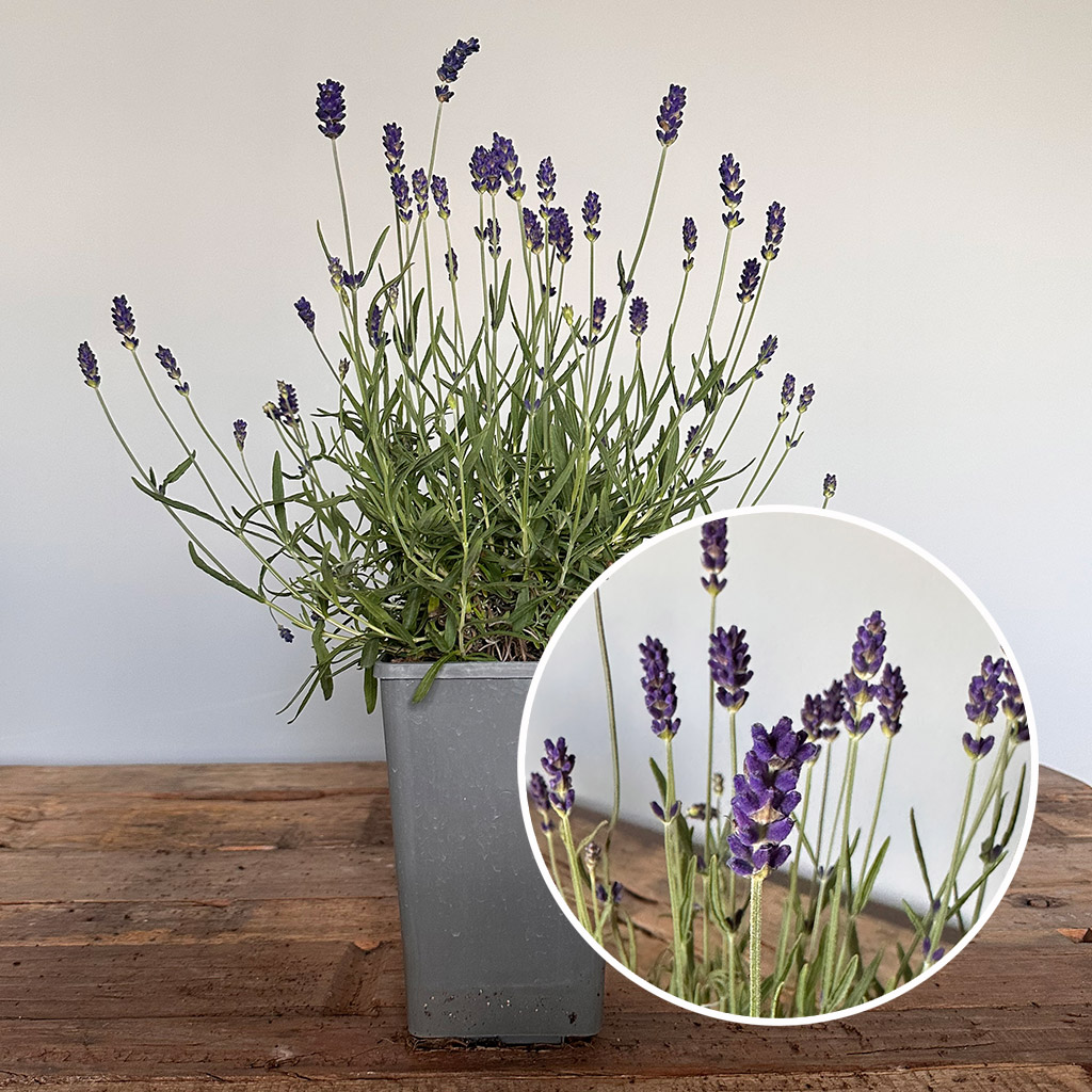 Artikelbild 3 des Artikels 16er-Set Lavendel 'Hidcote Blue' 16er-Set Lavendel 'Hidcote Blue'