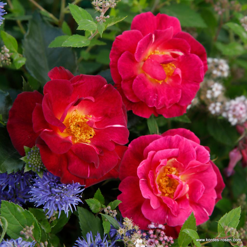 Artikelbild 4 des Artikels Ile de Fleurs / Max Reinhardt-Rose Ile de Fleurs / Max Reinhardt-Rose