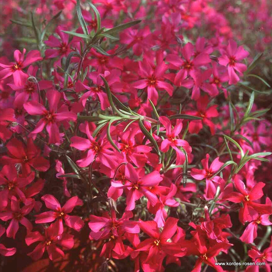 Polster-Phlox 'Atropurpurea'
