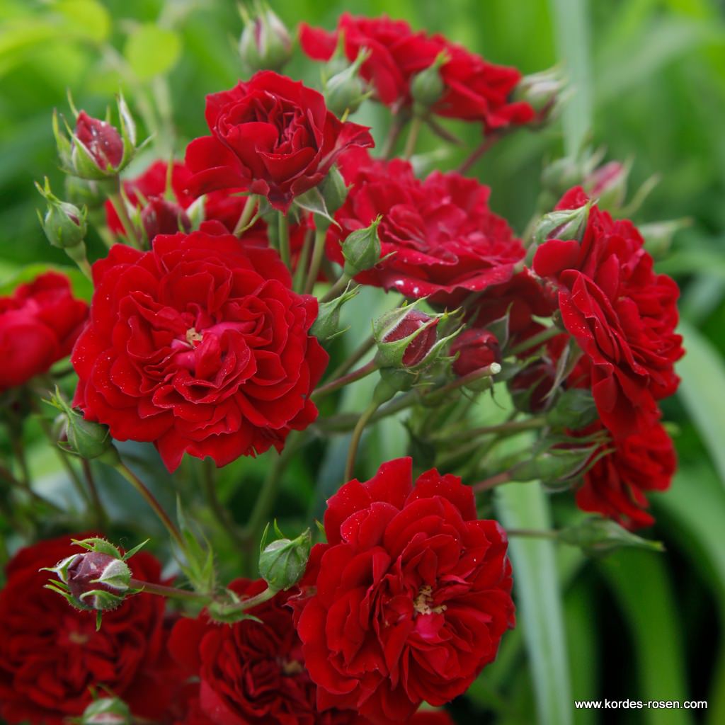Artikelbild 1 des Artikels Crimson Siluetta® Crimson Siluetta®