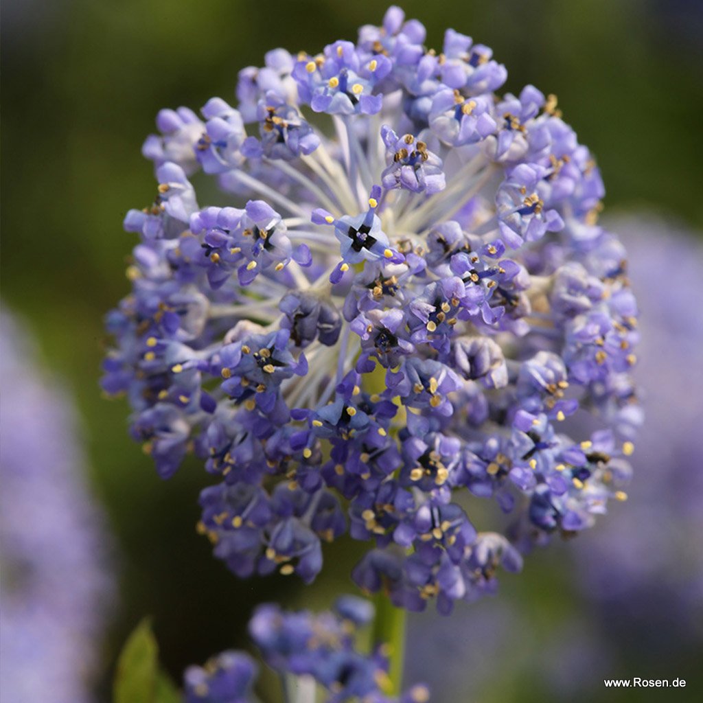 Säckelblume 'Victoria'