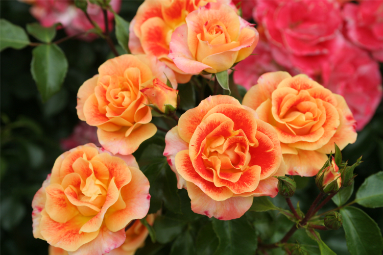 Airbrush® aus der Fantasia® Kollektion