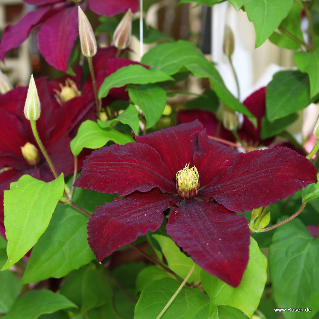 Clematis 'Niobe'