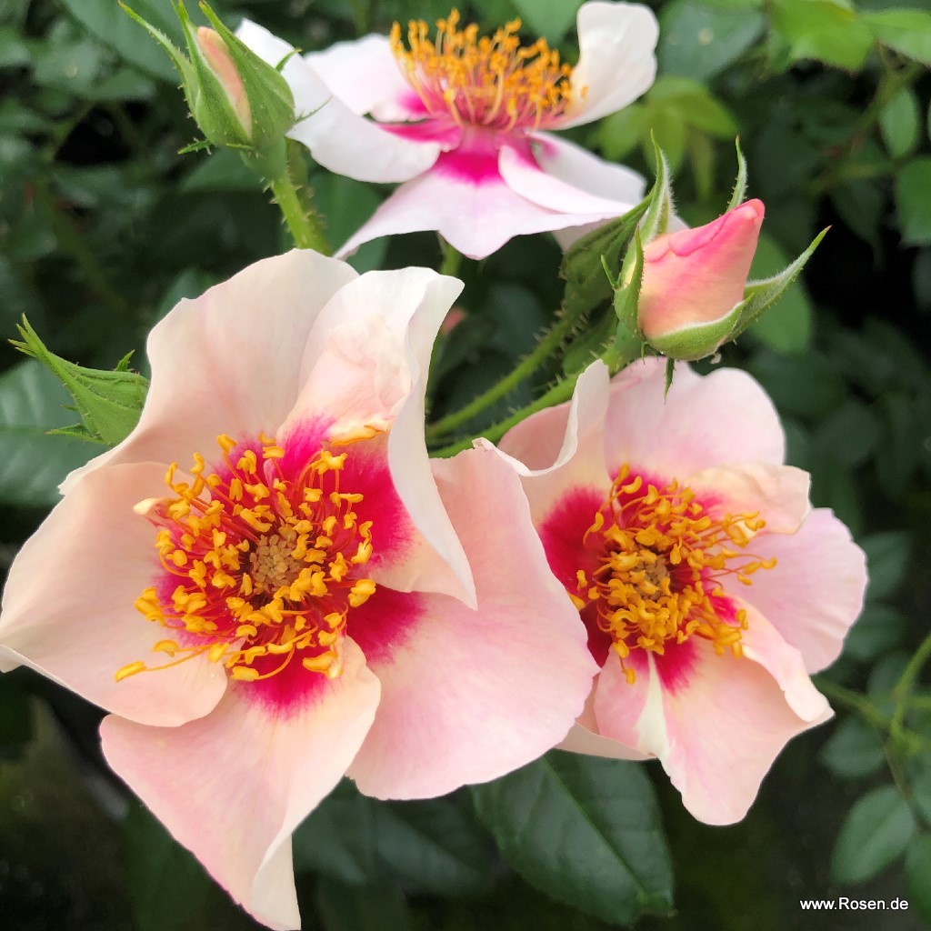 Artikelbild 2 des Artikels SEE YOU® in red