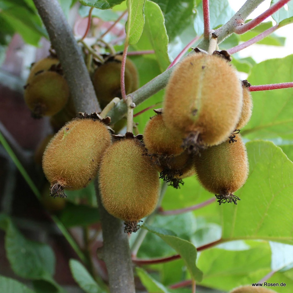 Kiwi 'Solo'