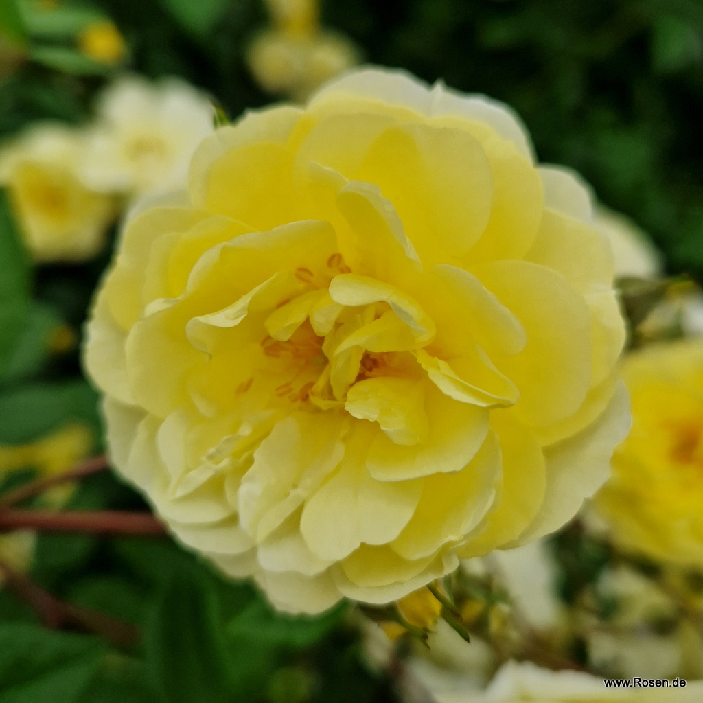 Lemon Coloured Roses Lemon Siluetta Rose | Kordes Rosen