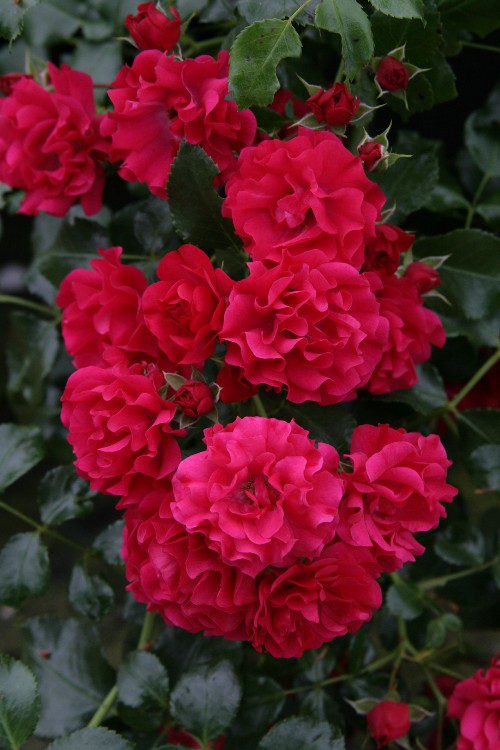 Kleinstrauchrose Gärtnerfreude® Kleinstrauchrose Gärtnerfreude®