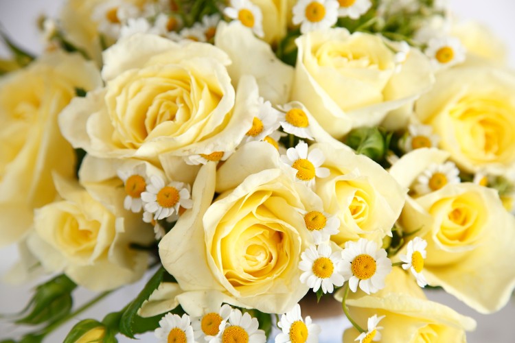 Edelrose Limona® aus der Eleganza® Kollektion